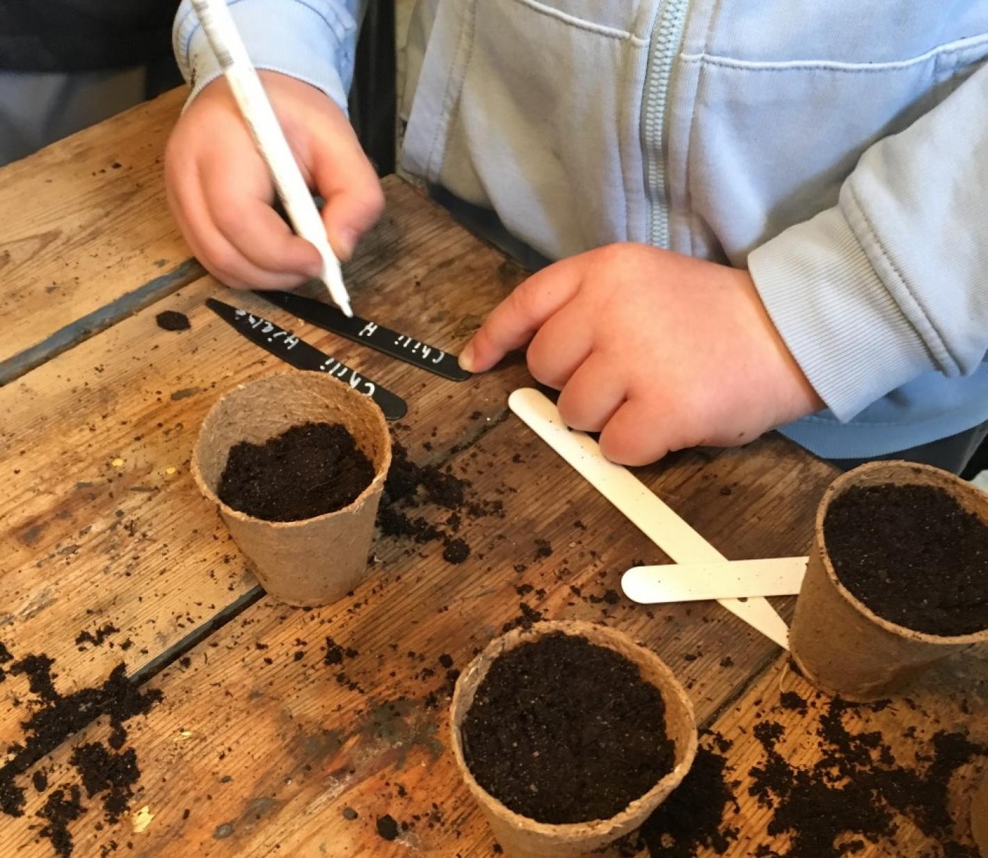 Skolehavens renæssance - Barn planter i små potter